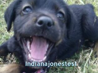 Indianajonestest