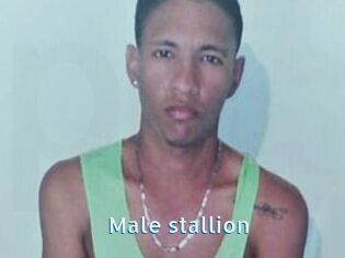 Male_stallion